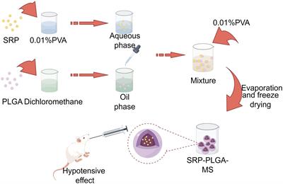 Marine sourced tripeptide SRP and its sustained-release formulation SRP-PLGA-MS exhibiting antihypertensive effect in spontaneously hypertensive rats and HUVECs